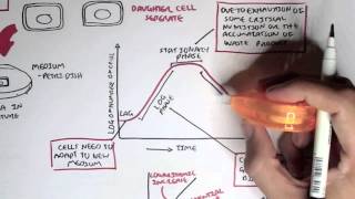 Microbiology  Bacteria Growth Reproduction Classification [upl. by Lletniuq]