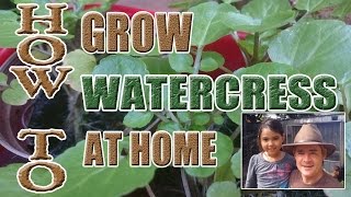 How to Grow Watercress For the Home Gardener [upl. by Kcerred]