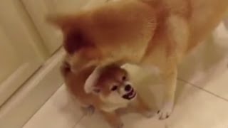 Angry Shiba Puppy Loses It and SNAPS 柴犬 [upl. by Guenevere]