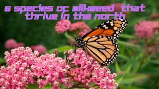 6 Species of Milkweed that Thrive in the North Perfect Host Plants for the Monarch Butterfly [upl. by Lancaster]