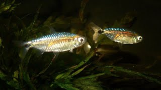 All my African tetras Congo tetras Distichodus Neolebias amp more [upl. by Elrod]