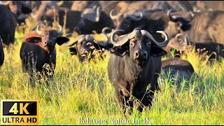 4K Wildlife4K TV Namibia Wildlife in 4K  Relaxing Music and Nature Sounds 4K TV [upl. by Kiki]