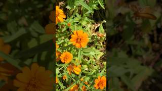 Zinnia angustifolia 🌼  homegarden nature JoJoSVNature garden [upl. by Oloap]