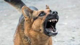 Kutte Ki Awaaz  Dog sound  Kutte ki Bhokne Ki Awaz  Dogs Barking  Dog Voice angry [upl. by Rosy]