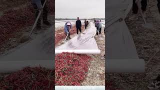 Rain proofing process for drying peppers [upl. by Airdna]