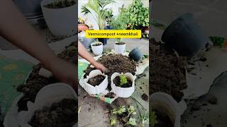 Kalanchoe repotting 😍youtubeshort terracegarde kalanchoeplant [upl. by Goraud11]