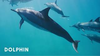 Learn Aquatic Mammals Names and Sounds  Names of Sea and River Mammals for Kids Children [upl. by Nemajneb150]