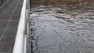 New Orleans canal during rainstorms April 25 2019 [upl. by Enilarac]