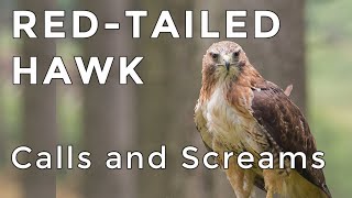 Redtailed Hawk Calls and Sounds 2024  Have you heard this raptor before ID Guide [upl. by Eidderf]