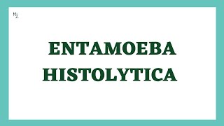 Entamoeba histolytica life cycle  morphology  Laboratory diagnosis  full explained  medzukhruf [upl. by Johppah525]