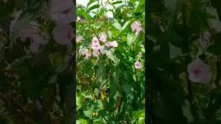 Ipomoea carnea  Besharam plant nature trending [upl. by Sugna527]