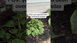 POV your backyard is overrun by cicadas [upl. by Jareen141]