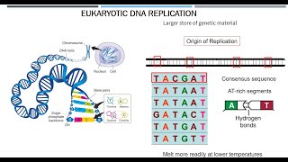 Eukaryotic DNA Replication [upl. by Scotti]