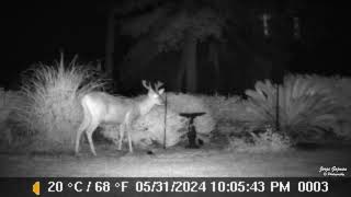 Deer in the back yard at The Landings on SKidaway Island 06012024 02 1080 [upl. by Ottavia]