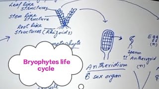 Bryophytes General characterslife cycleFSc first year Biology BS Botany [upl. by Ikkir745]