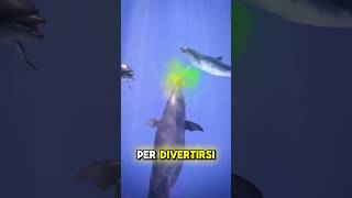 ECCO COME SI DIVERTONO I DELFINI credits ​⁠zackdfilms [upl. by Adialeda]