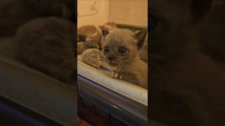 4 Fuzzy Guests in Our Incubator Today Their Little Meows 😍kittenrescue kittens kitten cute [upl. by Leahcimnoj]