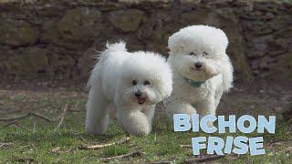 Bichon Frise Dog Breed 101 [upl. by Ardrey195]