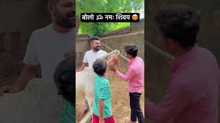 बोलो ॐ नमः शिवय😍cow cows cowvideo youtubeshorts viralvideo mahadev omnamahshivaya radha yt [upl. by Rexferd]