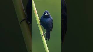 Blue Black Grassquit Singing on a Reed shorts [upl. by Nicholson]