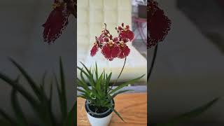 2 Unique Spikes on Tolumnia Jairak Flyer Red Spread orchid plants bloom [upl. by Atener]