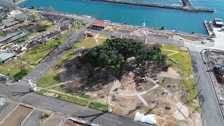 How Lahainas more than 150yearold banyan tree is coming back to life after devastating fire [upl. by Xeno829]