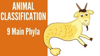 Animal Classification9 main Phyla of Animals [upl. by Slack]