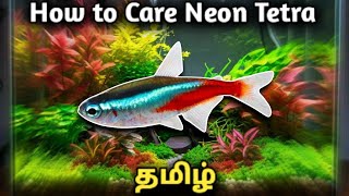 How to Care Neon tetra  Tamil [upl. by Anillek]