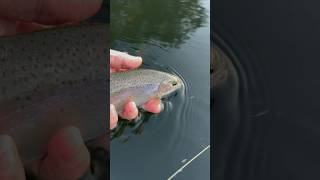 My Day On The Upper Delaware A Fly Fishing shorts [upl. by Mauri819]