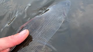 How To catch Grayling On Dry Flies [upl. by Cardie]