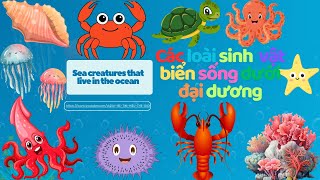 CÁC LOẠI SINH VẬT BIỂN SỐNG Ở ĐẠI DƯƠNG  SEA CREATURES THAT LIVE IN THE OCEAN [upl. by Yrrac]