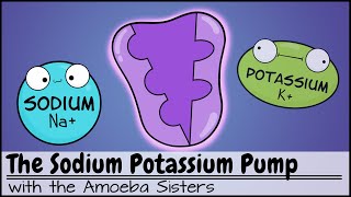 Sodium Potassium Pump [upl. by Rudich127]