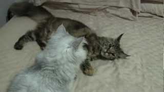 Maine Coon playing with SilverShaded Persian [upl. by Giffard]