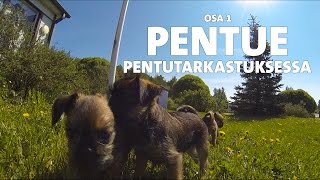 Evidensia Pentupäiväkirjat – Osa 1 Pentutarkastus [upl. by Leasia]