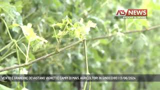 VENTO E GRANDINE DEVASTANO VIGNETI E CAMPI DI MAIS AGRICOLTORI IN GINOCCHIO  13062024 [upl. by Yoo58]