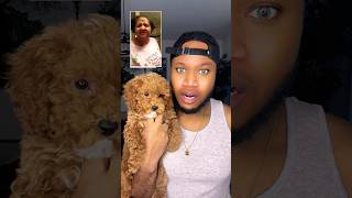 Sorry Grandma 👵 puppy poodle pov grandma trending viral shorts [upl. by Amikat153]