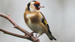 Reclamo de JILGUERO Carduelis carduelis 40 [upl. by Anoniw765]