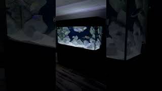 A Slice of Lake Malawi  The 220 Gallon Custom Aquarium [upl. by Cirtap]