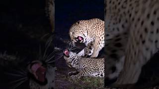 Wild Leopards on Safari [upl. by Colt310]