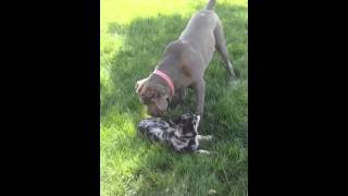 Neapolitan Mastiff and Australian Shepherd [upl. by Cordula464]