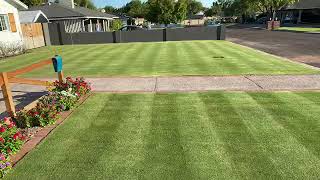 Arizona Kurapia Sod Groundcover amp Platinum Paspalum [upl. by Aihsyn]