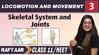 Locomotion and Movement 03  Skeletal System and Joints Class11NEET RAFTAAR [upl. by Allesig]