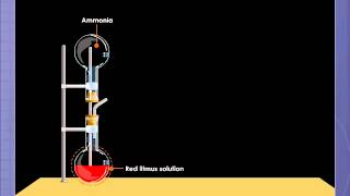 Ammonia Fountain Experiment [upl. by Krasnoff870]