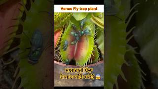 Venus fly trap plant 😱 shorts trendingshorts viralshort shortfeed youtubeshorts [upl. by Noj]