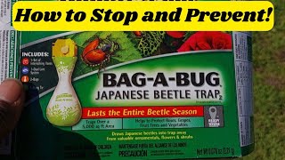 Japanese Beetles  Pevevention And Control  Rid Your Garden Organically [upl. by Ashlin136]