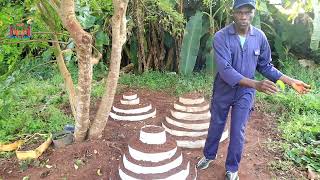 How to Grow seed yams from yam leaves Yam vinescuttings Shortcuts [upl. by Ramso]