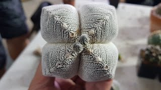 Astrophytum Myriostigma V Type Onzuka [upl. by Winna]