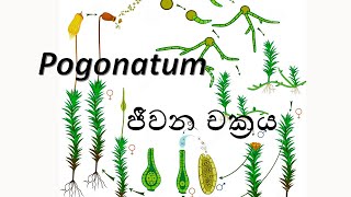 Life Cycle of Pogonatum  Pogonatum ජීවන චක්‍රය   AL Biology [upl. by Abrams355]