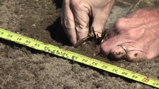 How to Grow Strawberries Planting A Strawberry Bed [upl. by Mcneil]