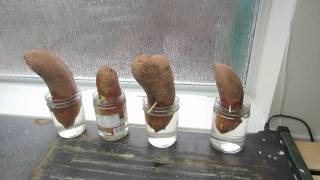 How To Grow Sweet Potato Slips Getting Started [upl. by Lindie]